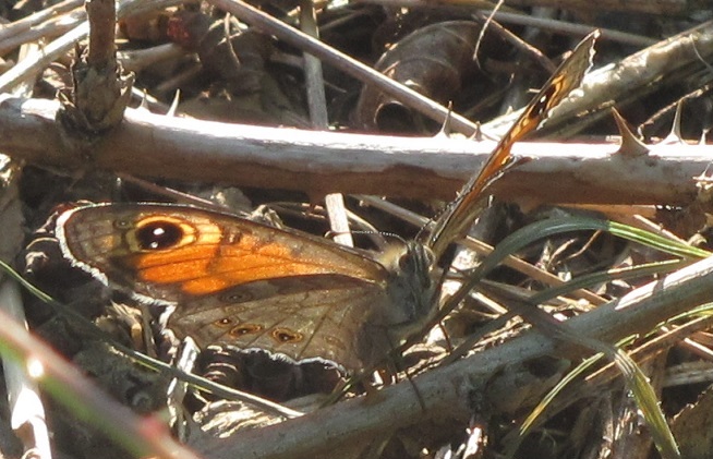 Lasiommata megera? No, L. maera, Nymphalidae
